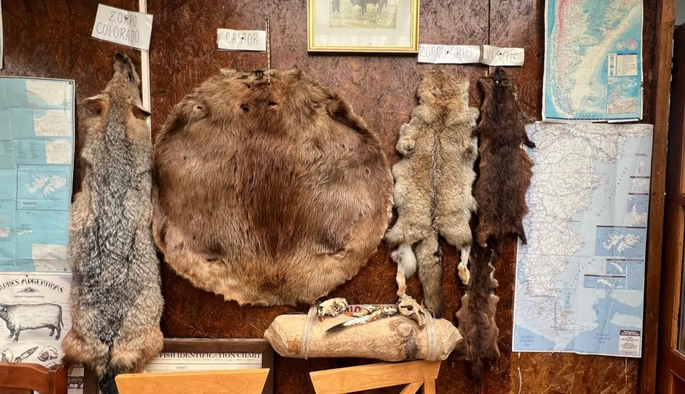 Animal skins hanging on the wall of a cabin