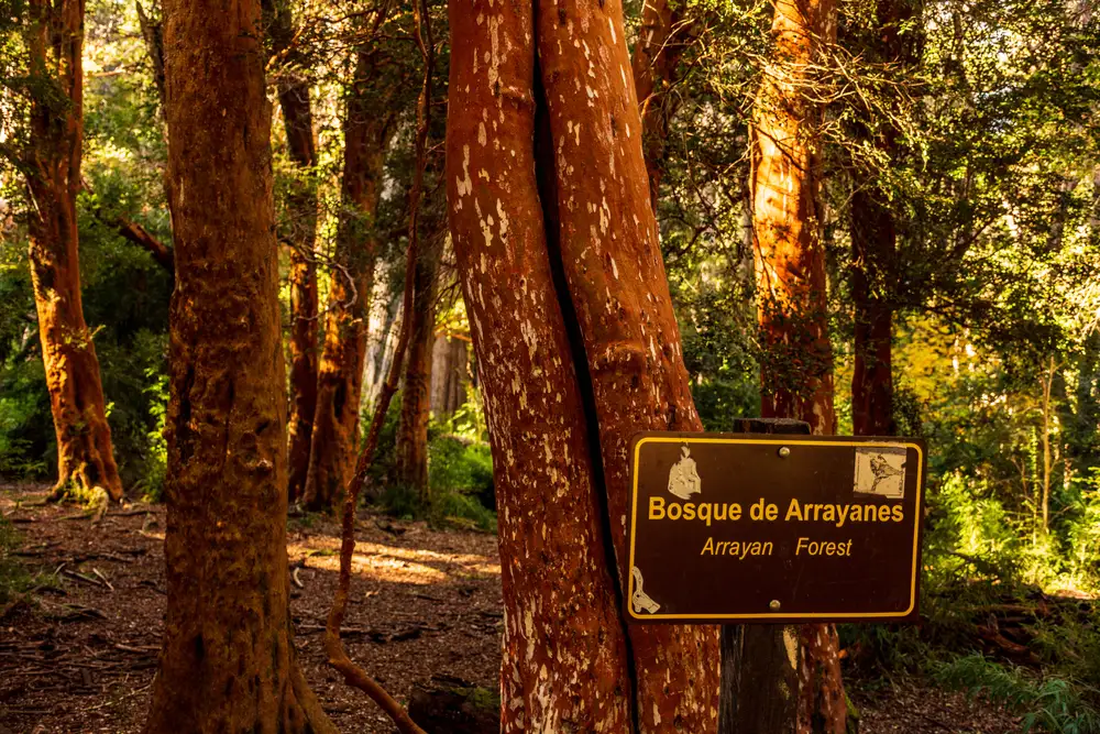 The arrayán forest, with the Bosque de Arrayanes sign