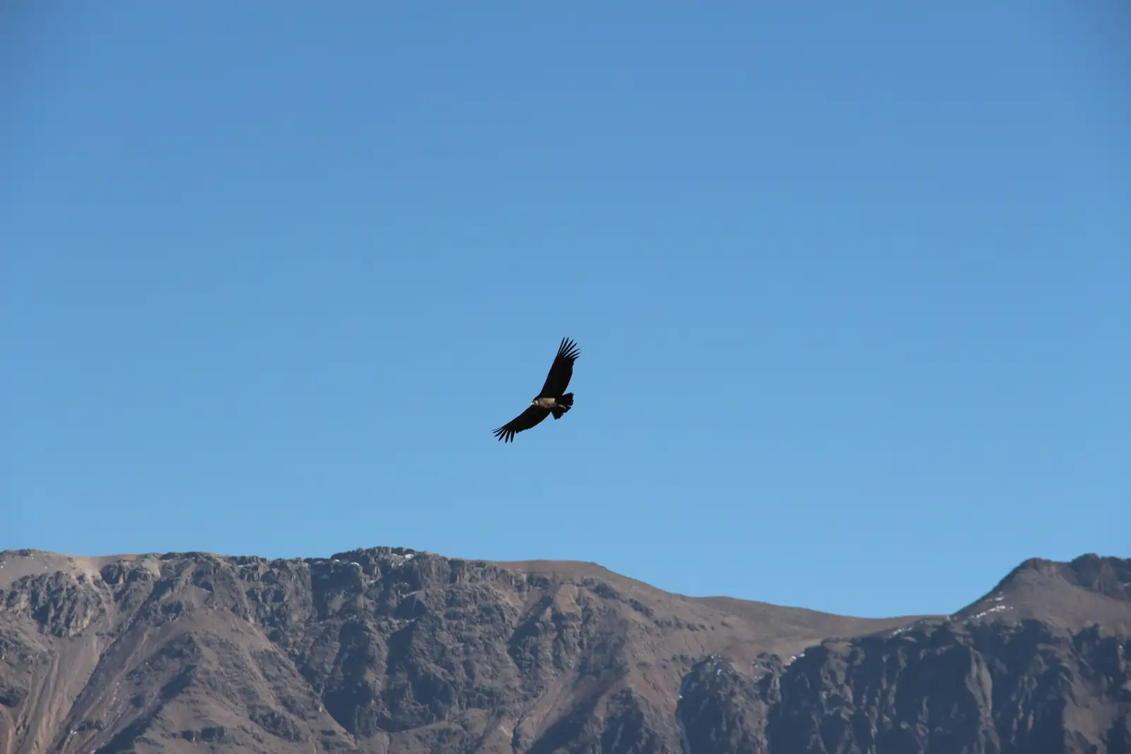 A condor flying over the rim of the Colca canyon